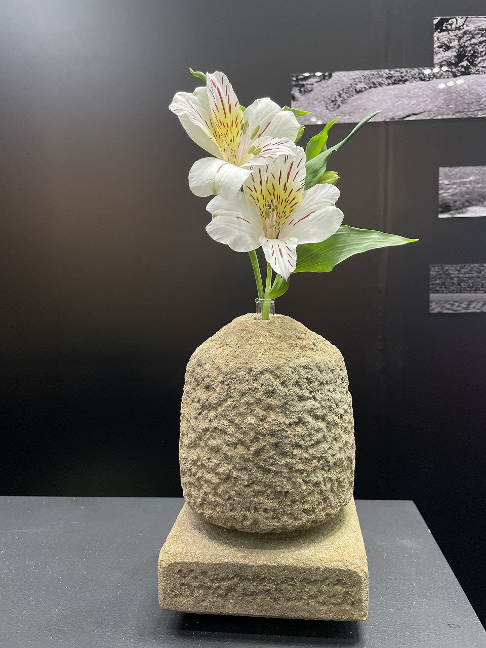 Toooro-盆栽-